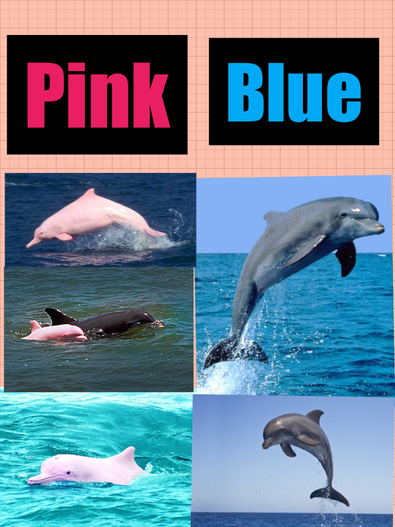 Pink and dolphins wow much