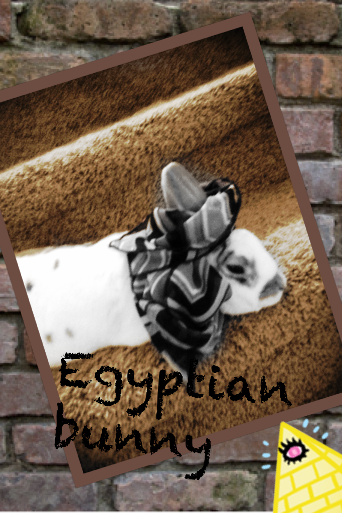 Egyptian bunny!