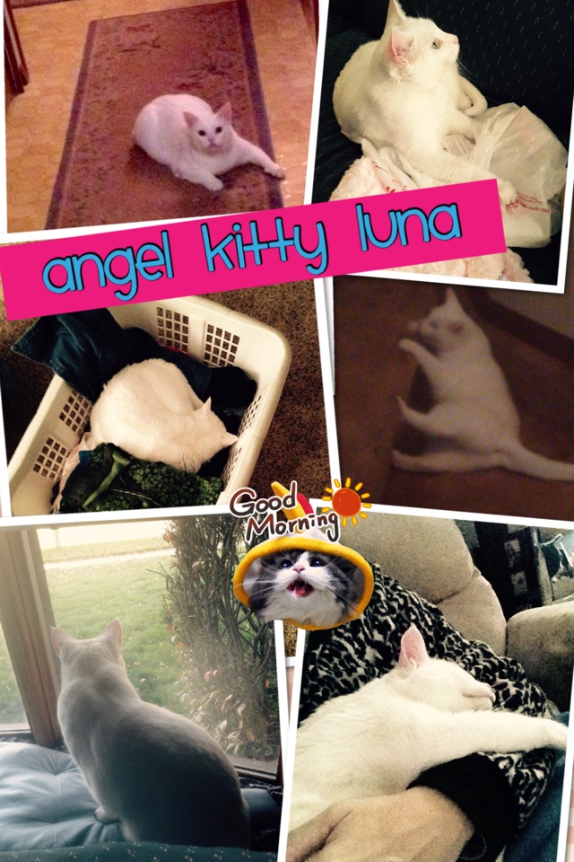 Angel Kitty Luna