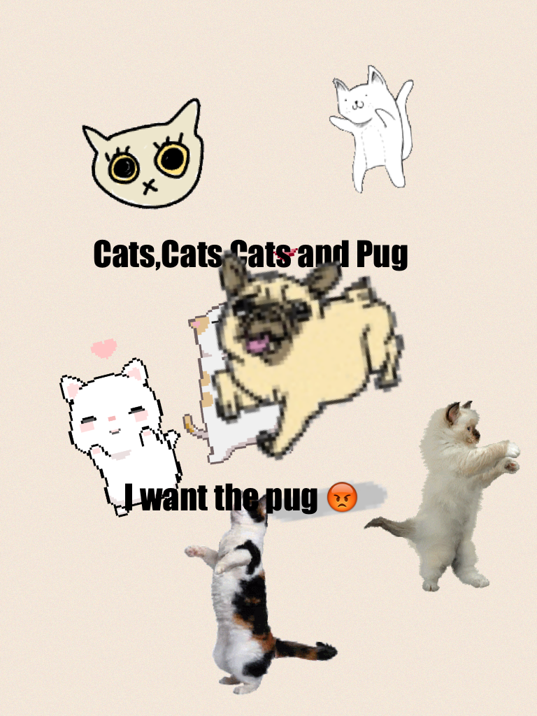 Cats and pug