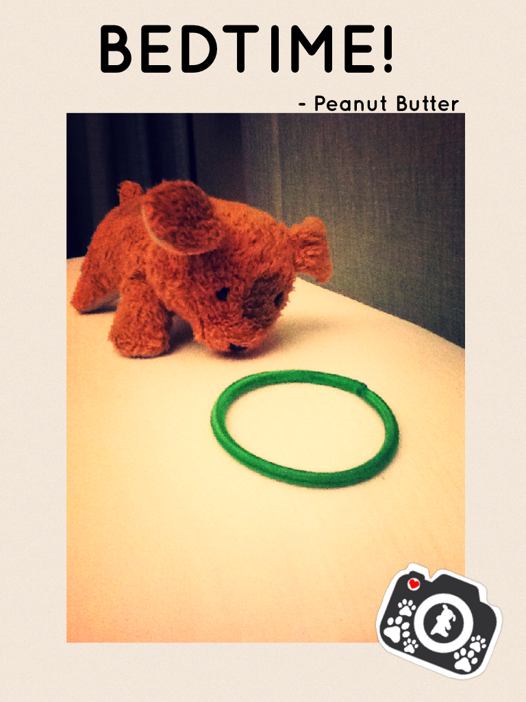 Good Night, Everyone! Peanut Butter refused to sleep and was curious about my hairband and how round it was. Finally, after I showered he was right there on my pillow fast asleep. 