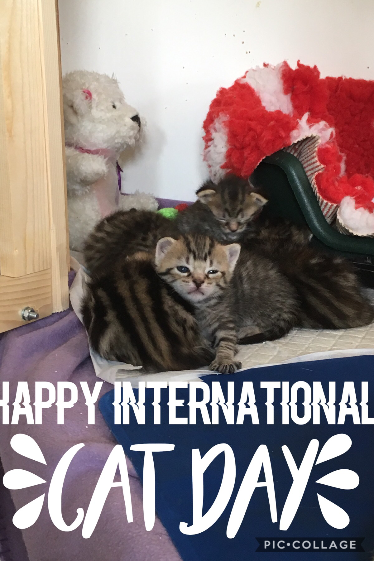 Tap 
Happy international cat day! 
Sorry it’s a bit late but we have to celebrate it lol

So I visited these kittens today AND WE’RE GETTING TWO!!!!! THEY’RE SOOOO CUTEEEEE