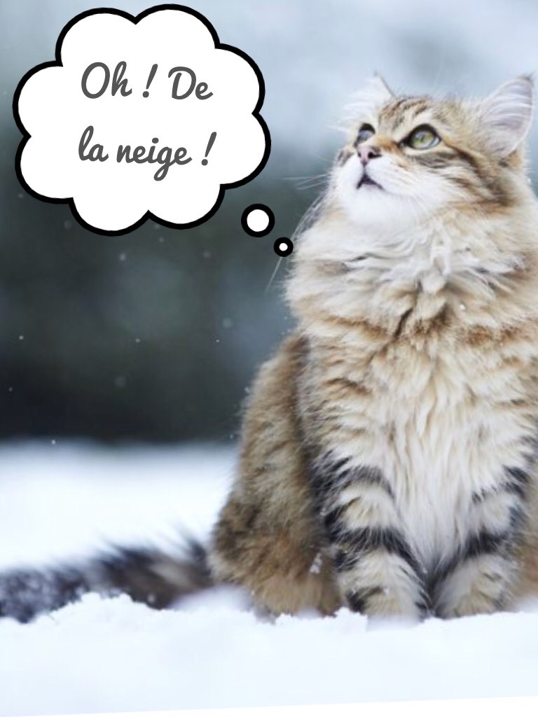Chat -sse-neige 
