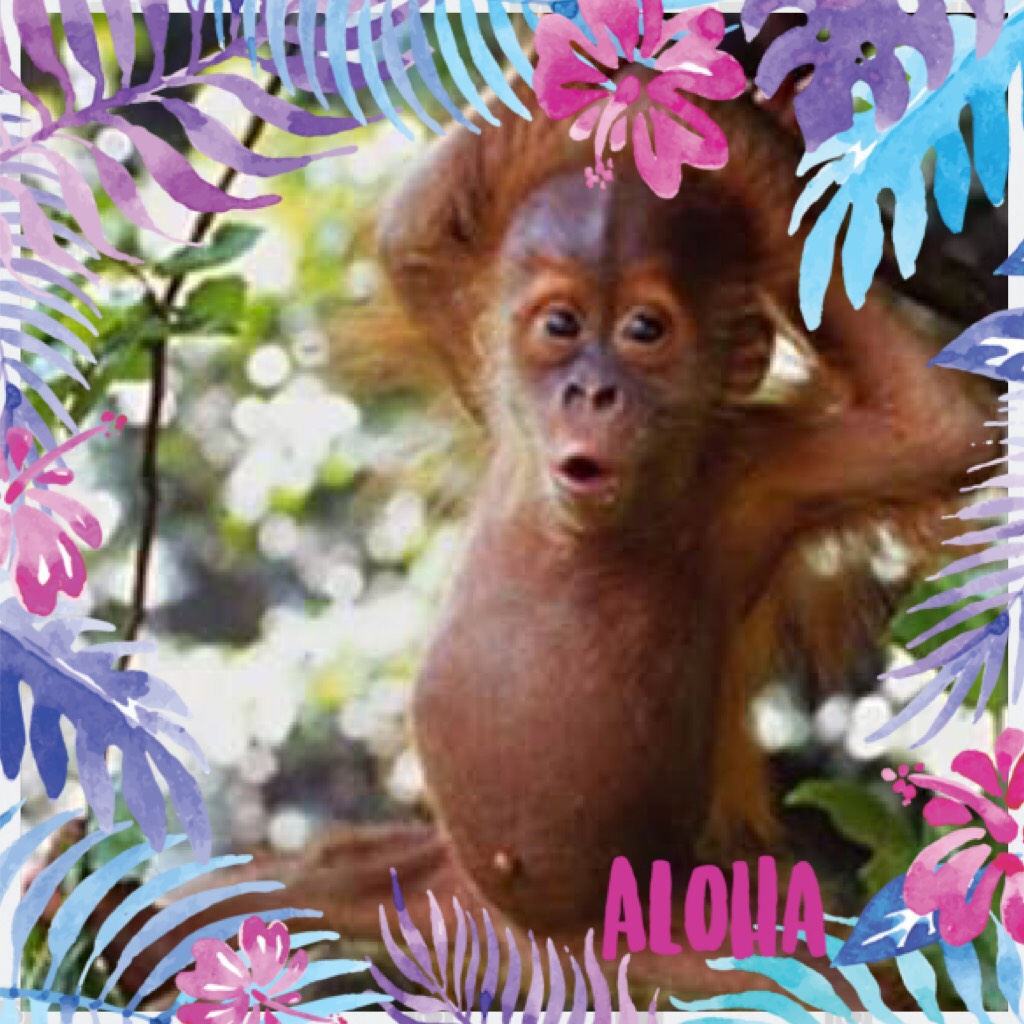 # orangutan 