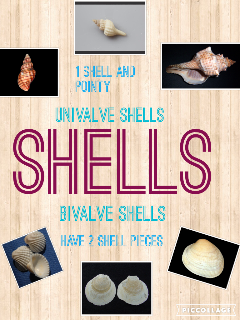 Univalve Shells 