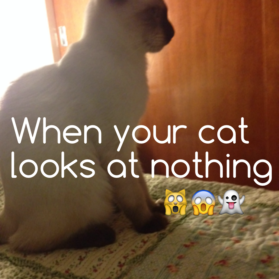 When your cat looks at nothing