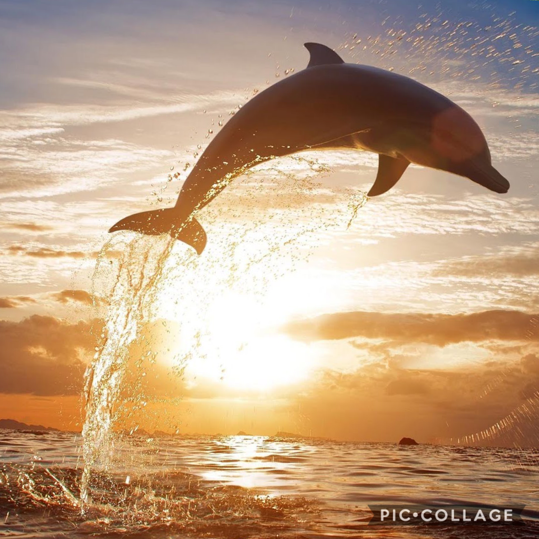# dolphin