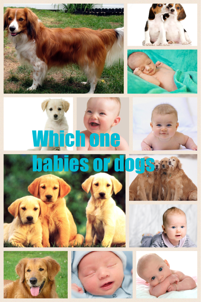 Which one babies or dogs
This is a contest 
