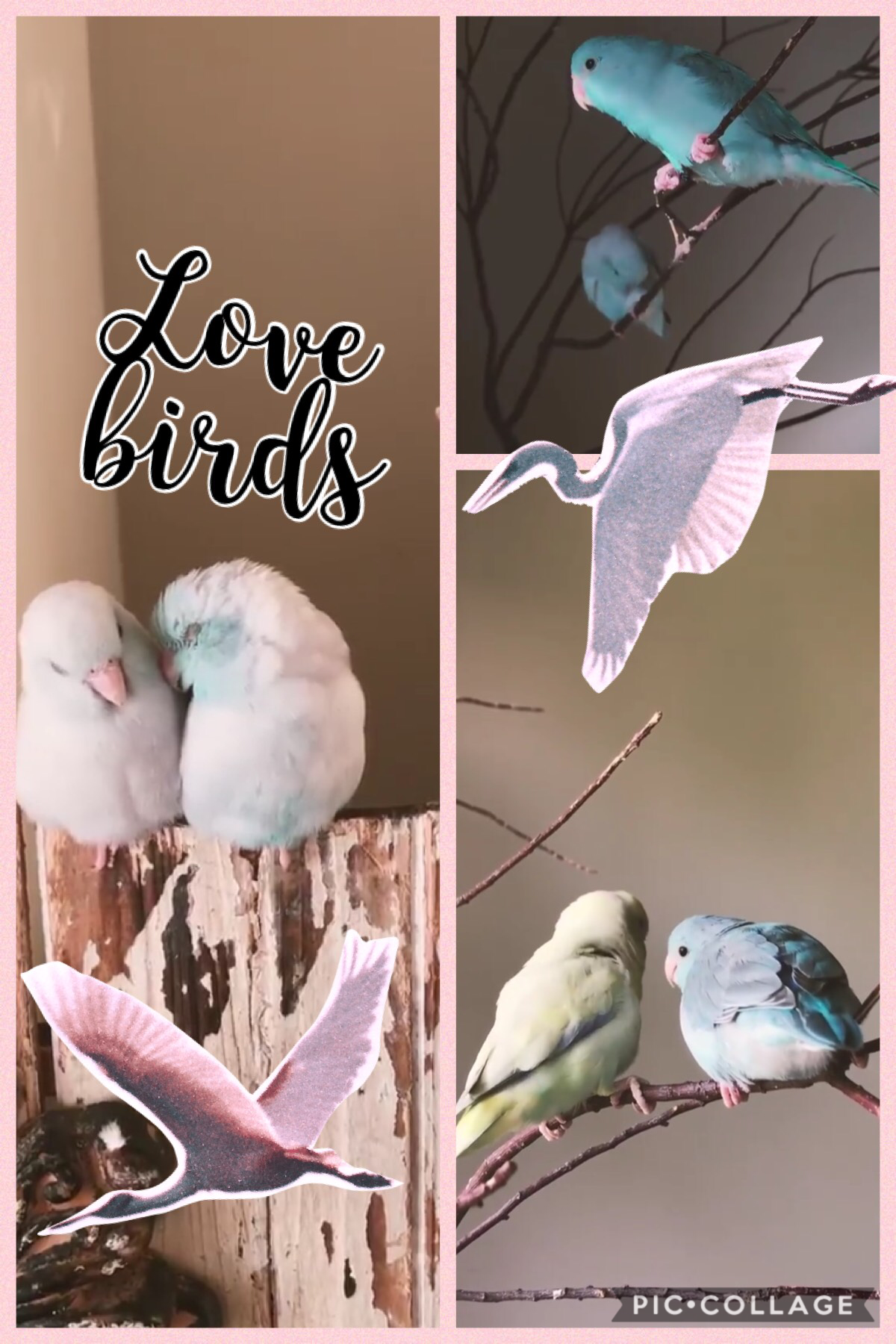 Birds are so cute 
