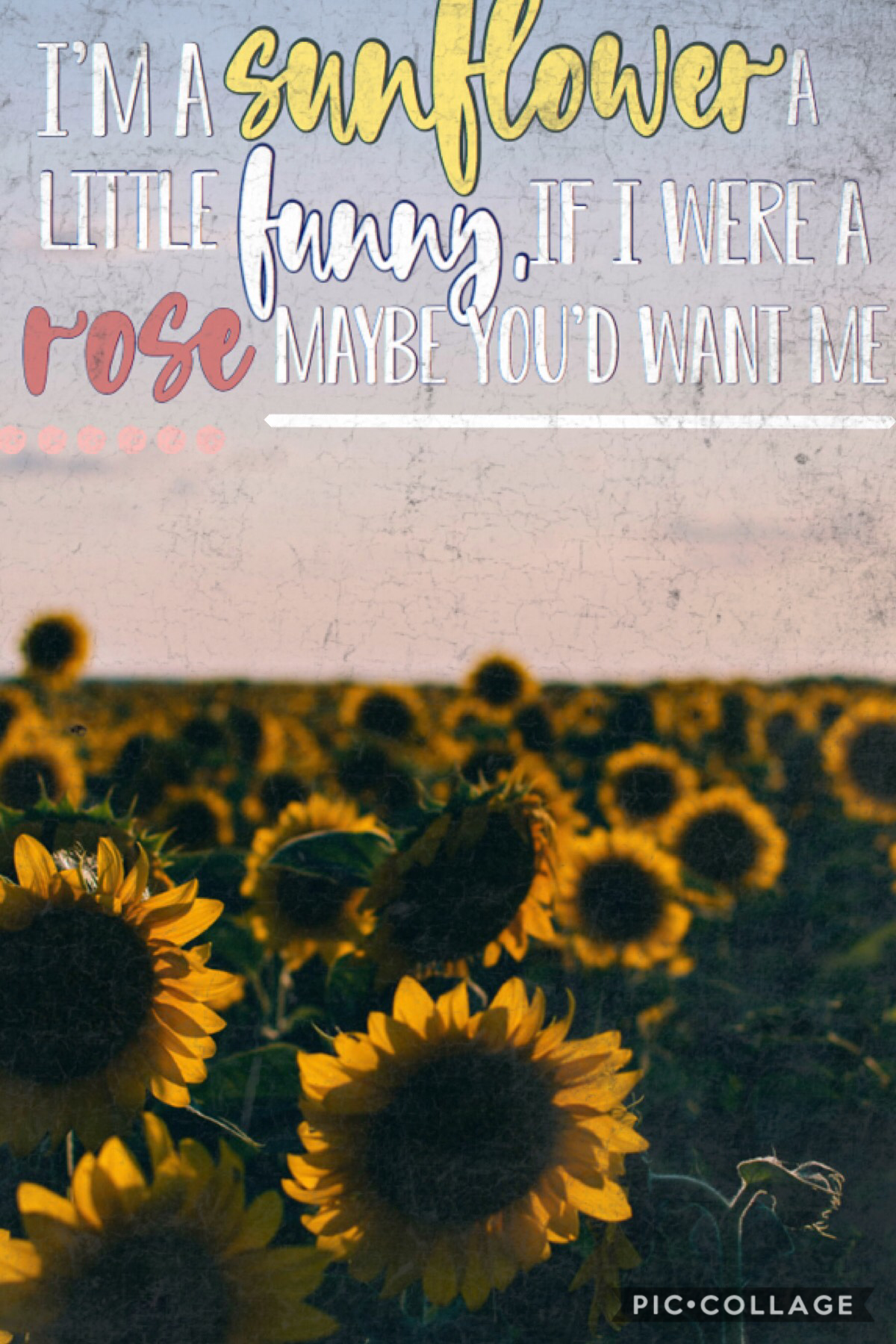 Tap
Song: Sunflower ~Sierra Burgess 
Sorry I haven’t been posting much, the last few nights I’ve been up late doing last minute homework cos I’m an idiot and leave it to the last minute 😂

9th November 