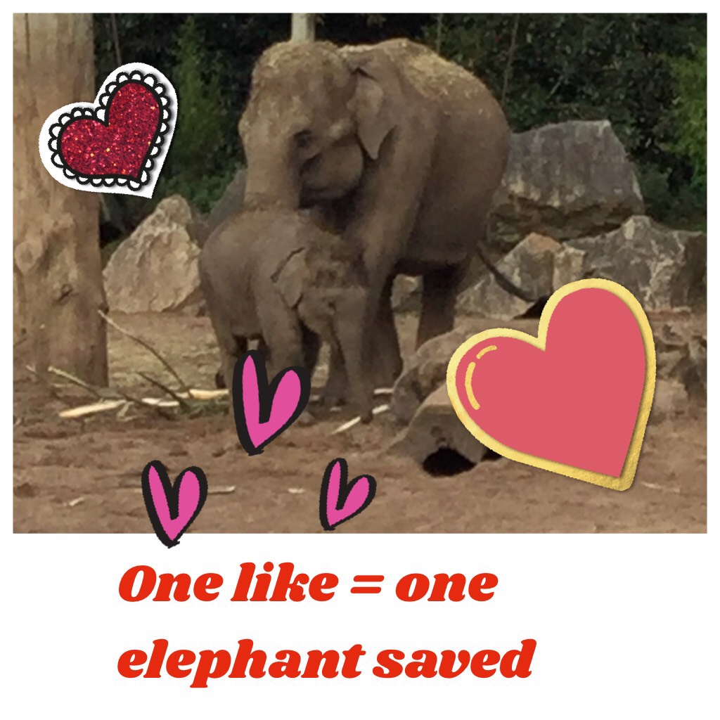 Help save the elephants 