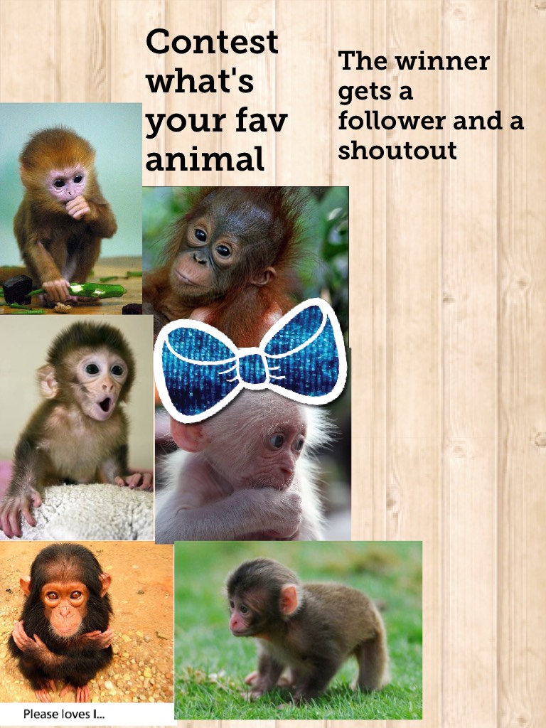 Contest what's your fav animal 