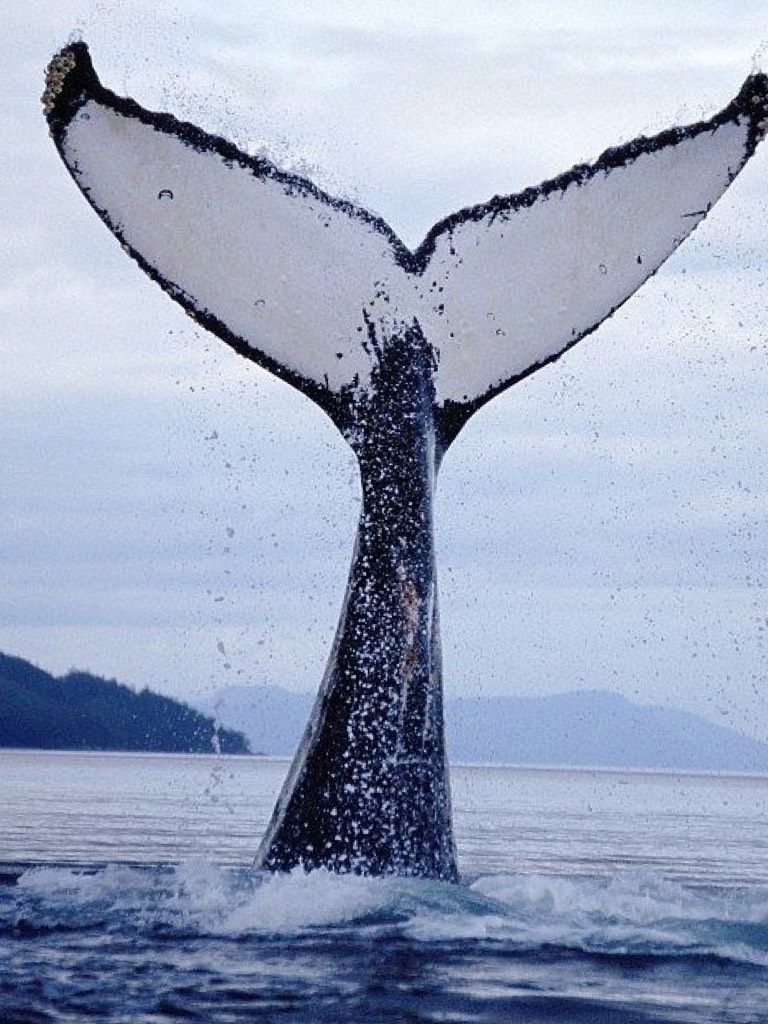 Like if u r a whale tail lover!!
