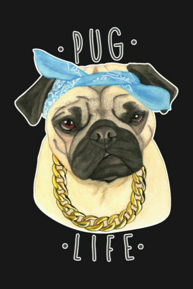 Pug Life Lol So Cute And So Funny Love This So Fricken Much Lol💜😊😂