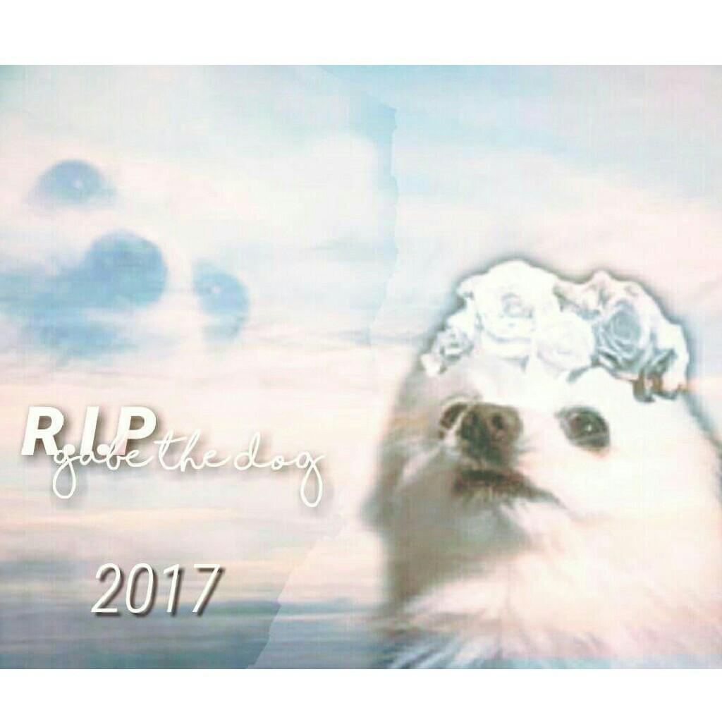 Rest in peace Gabe 💔🌺
God dog and God friend.... Yesterday was informed via its official website that Gabe  had passed away,Gabe the dog or better known as bork unfortunately died on January 20 due to heart problems, he became known thanks to remixes of s