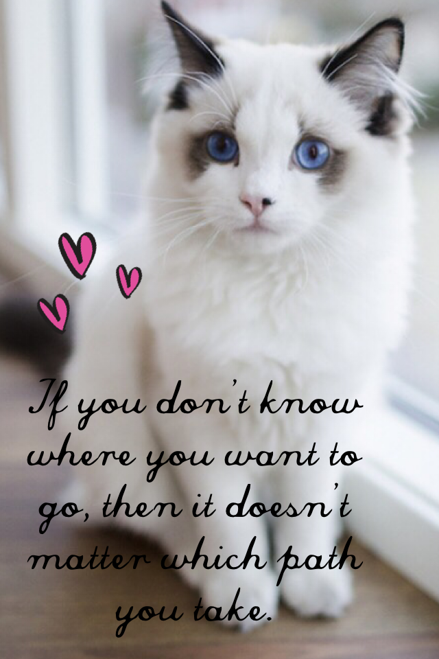 I ❤️ CATS! 😸

"If you don't know where you want to go, then it doesn't matter which path you take."
              -Alice in Wonderland