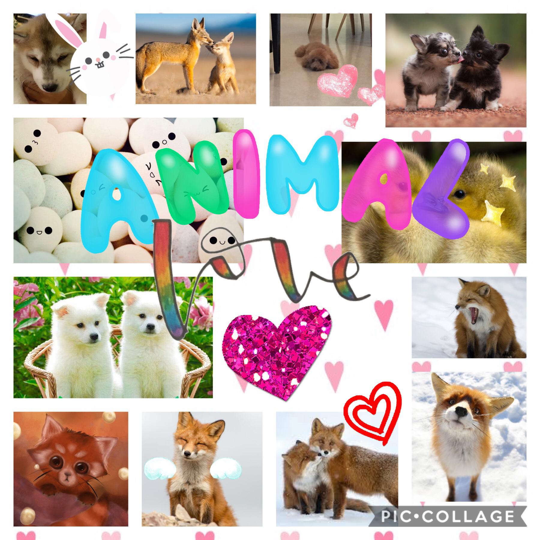 #AnimalLove #Like4Like #Cuteness #Overload #Hearts #AnimalsAreAngels 