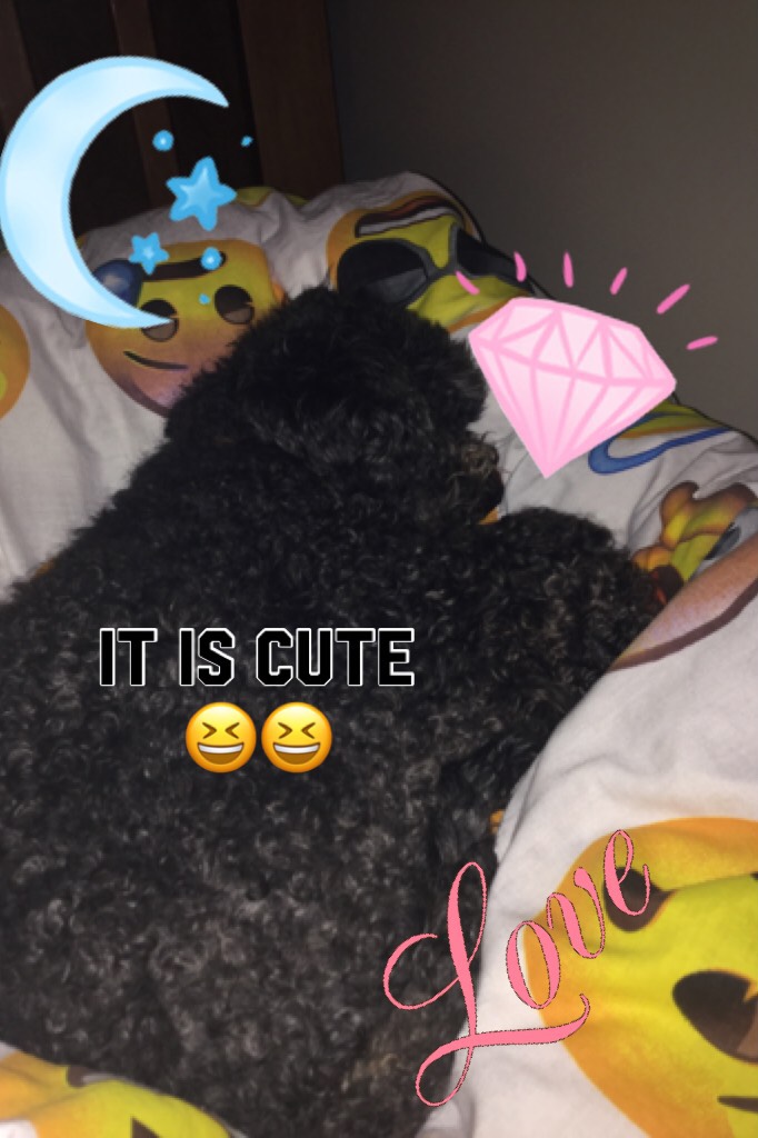 It is cute 😆😆 
This is my baby girl she is a miniature poodle and I love her to bits and names Ella she’s a girl she’s three years old