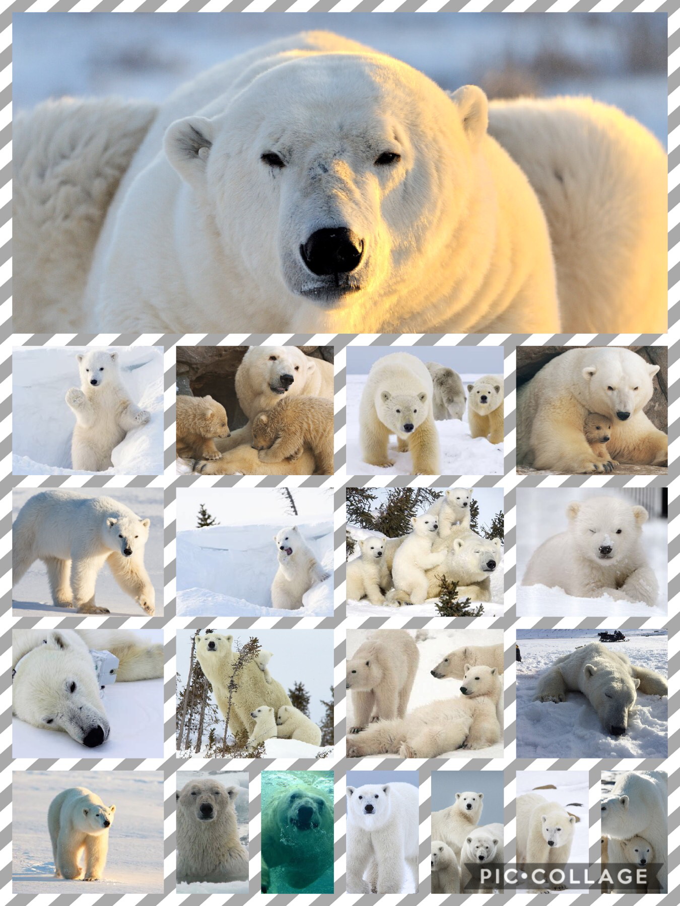 Tap!!

I love polar bears 