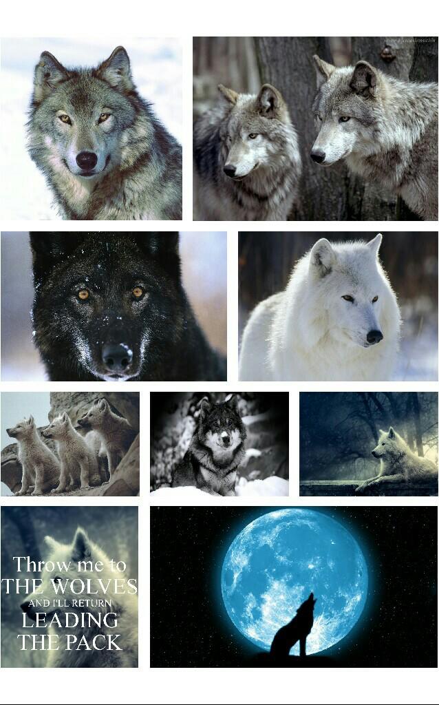 I love wolves 