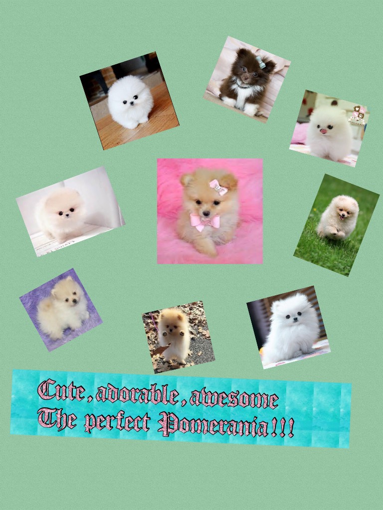 Cute,adorable,awesome 
The perfect Pomerania!!!
