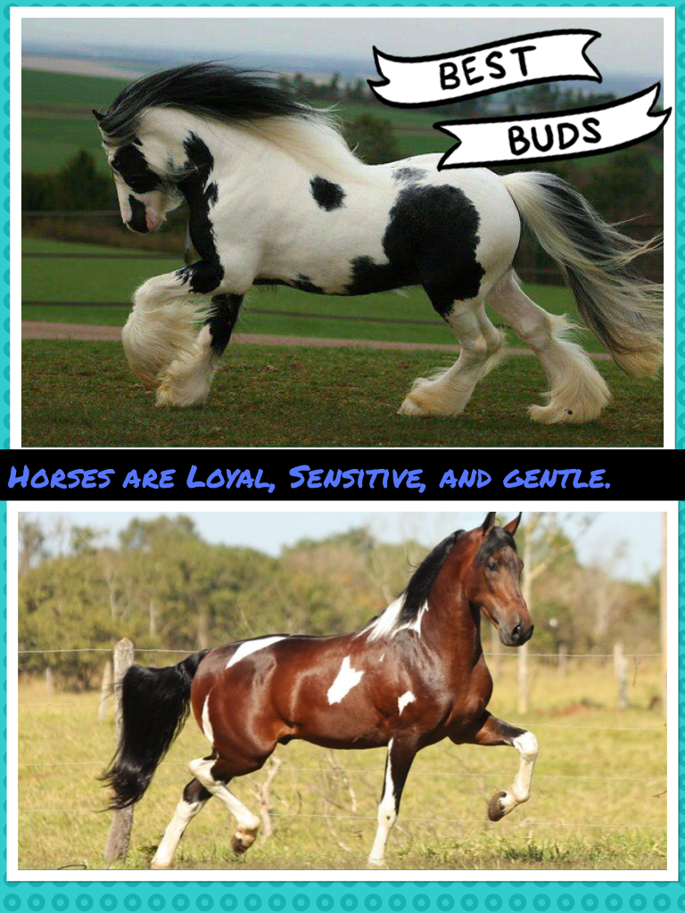 Horses are Loyal, Sensitive, and gentle.