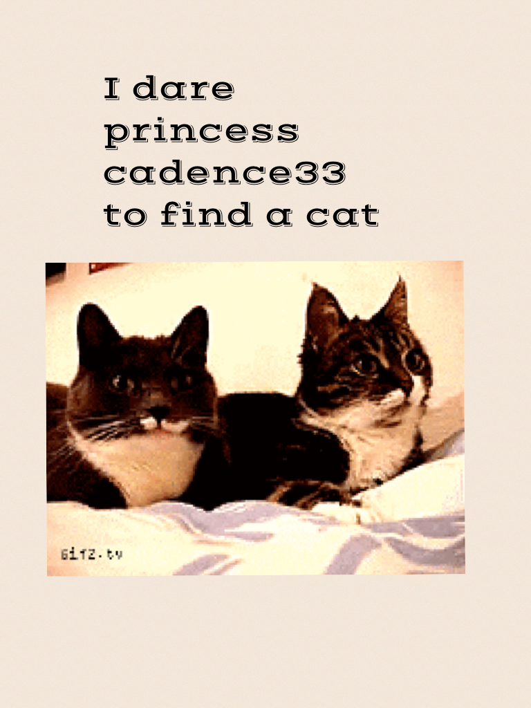 I dare princess cadence33 to find a cat