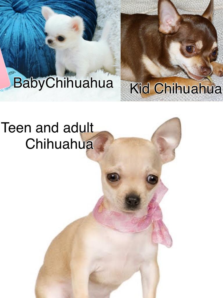 Teen and adult Chihuahua
