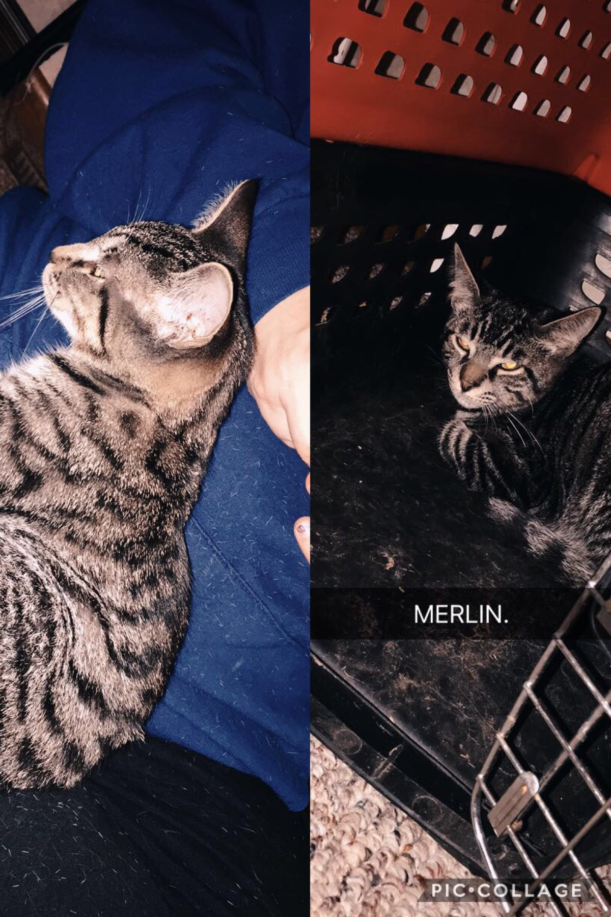 Left is Ophelia, and right is Merlin.😌😌 we named him Merlin cause I’m getting into Merlin and my parents lOVE merlin😂😂 and Ophelia cause she’s just so fabulous😂 I love them sm😌😌