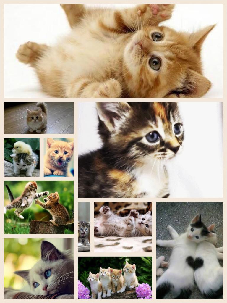 Like if you love kittens