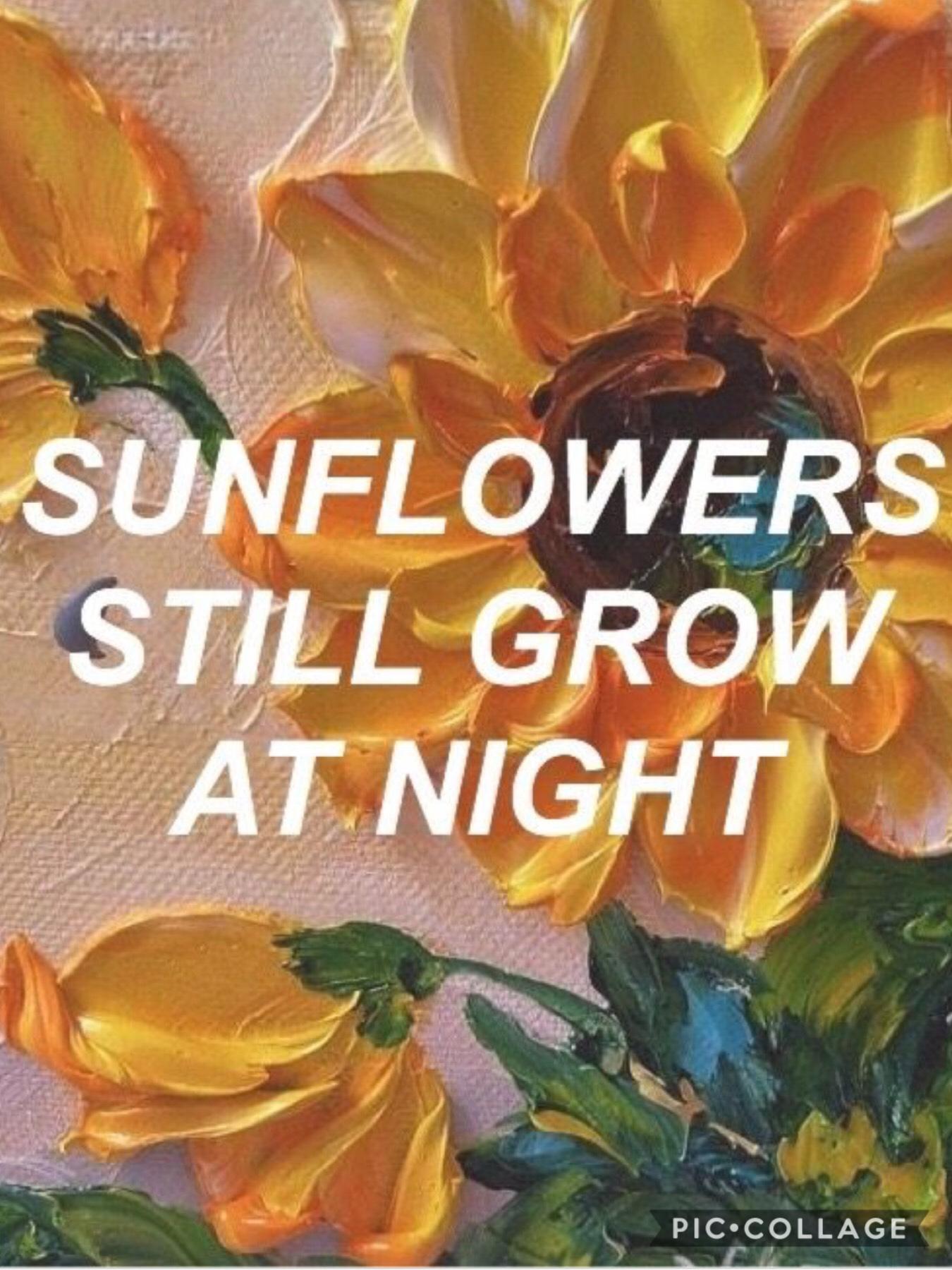 Sunflowers still grow at night! 
First post.

