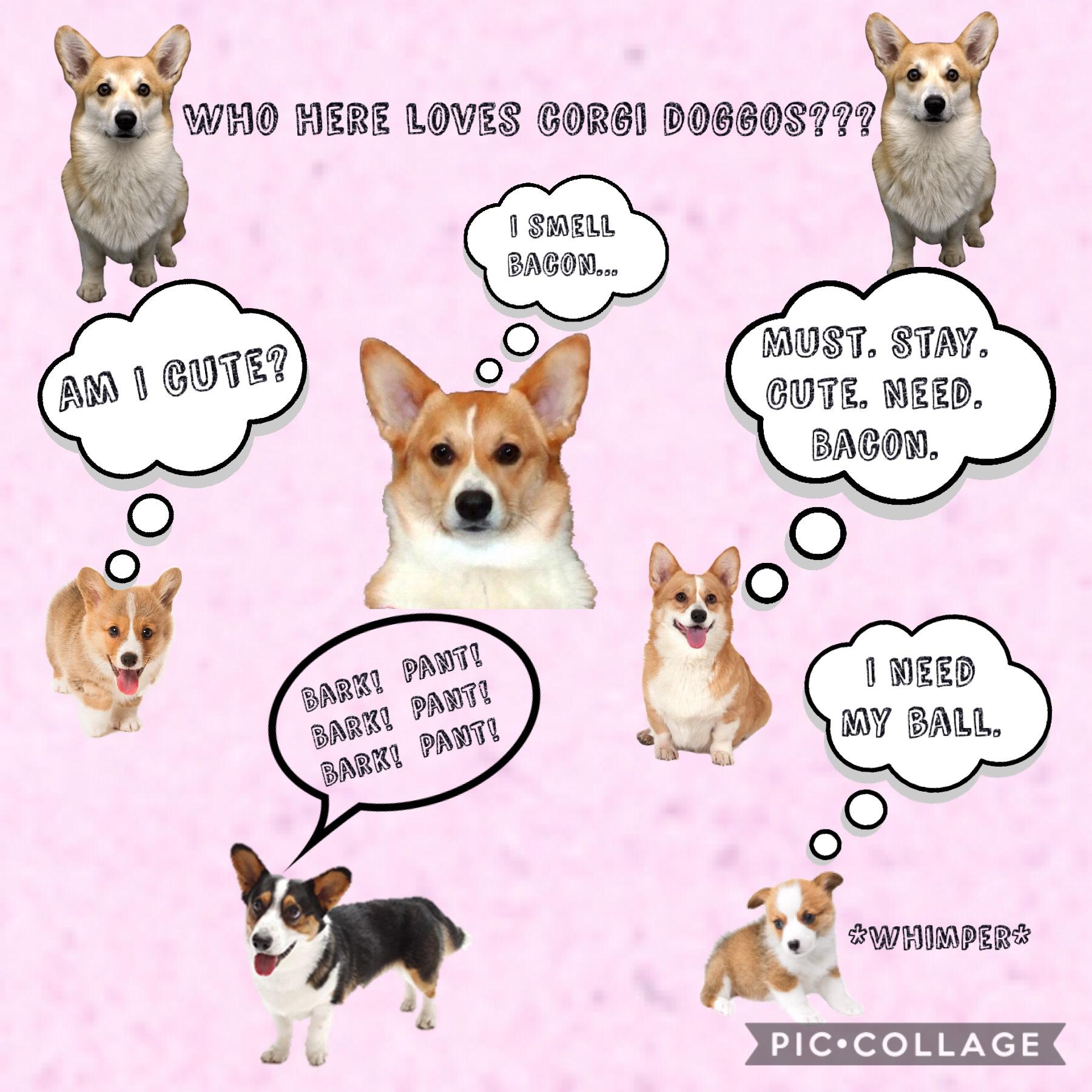 Who here loves corgi doggos???
