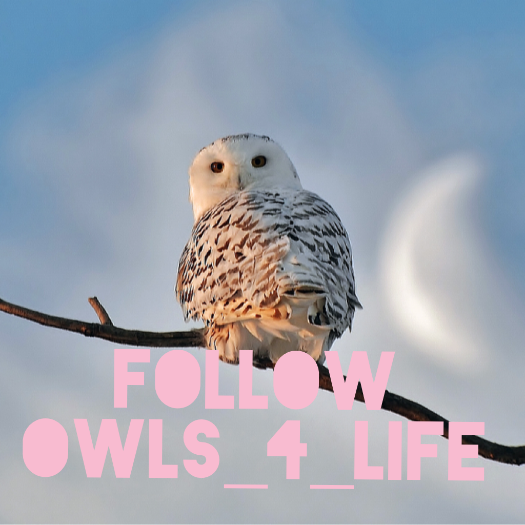 Follow Owls_4_Life