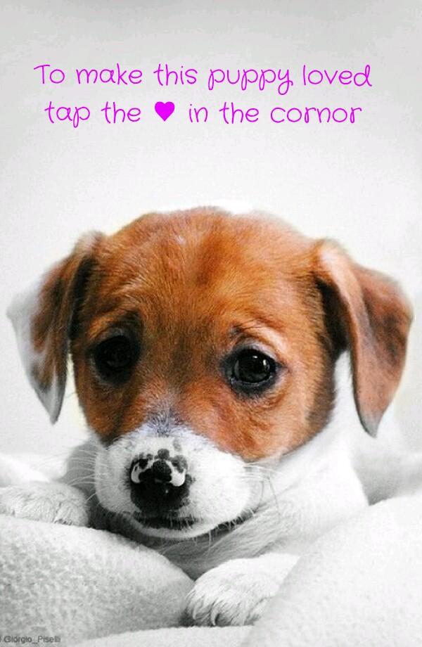 To make this puppy loved
tap the ♥ in the cornor