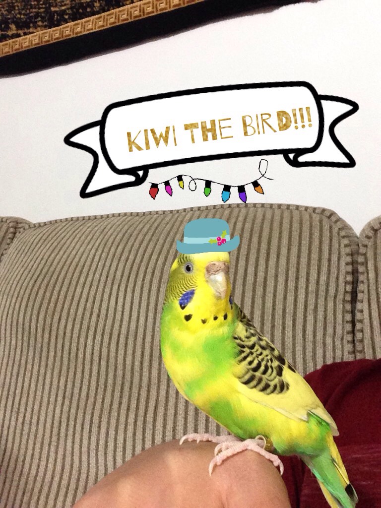 Kiwi the bird!!!
