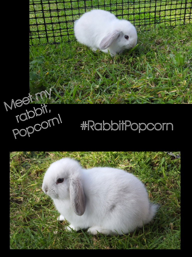 #RabbitPopcorn