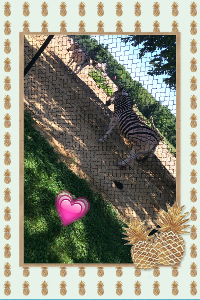💗 zebras 💗