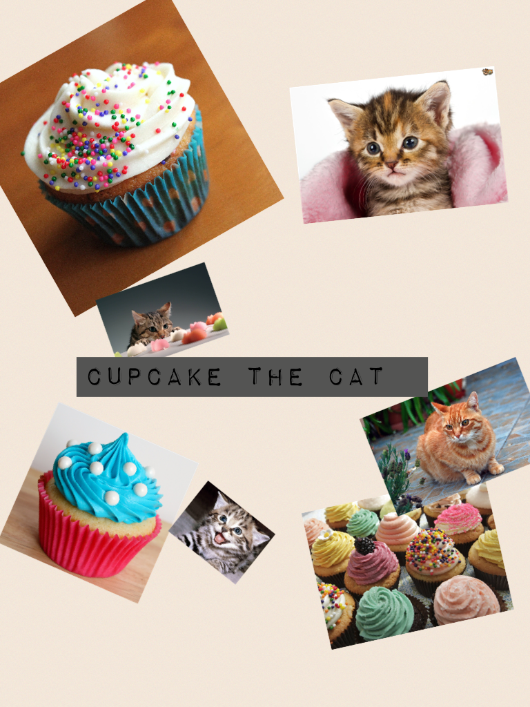 Cupcake the cat