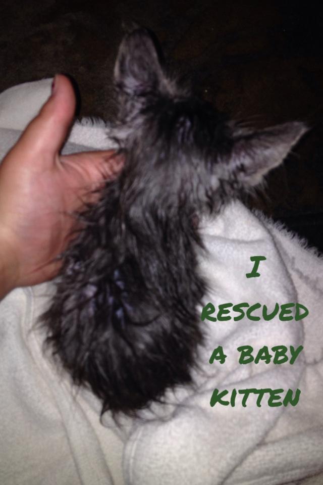 I rescued a baby kitten 