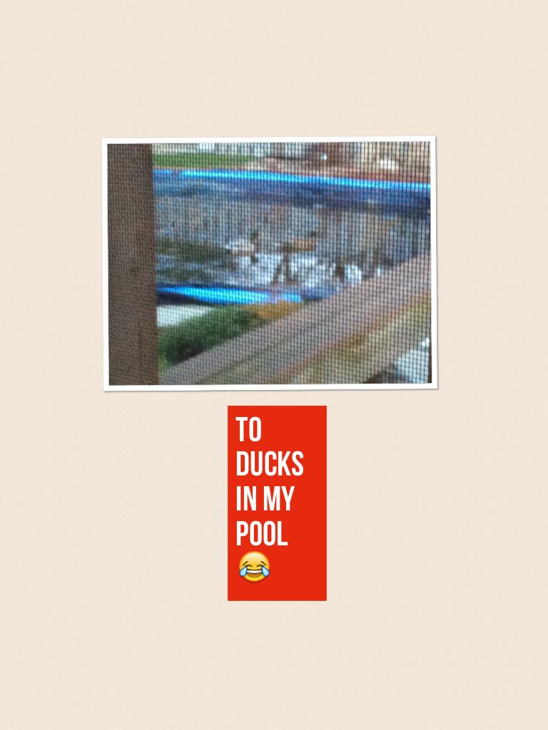 To ducks in my pool 😂
