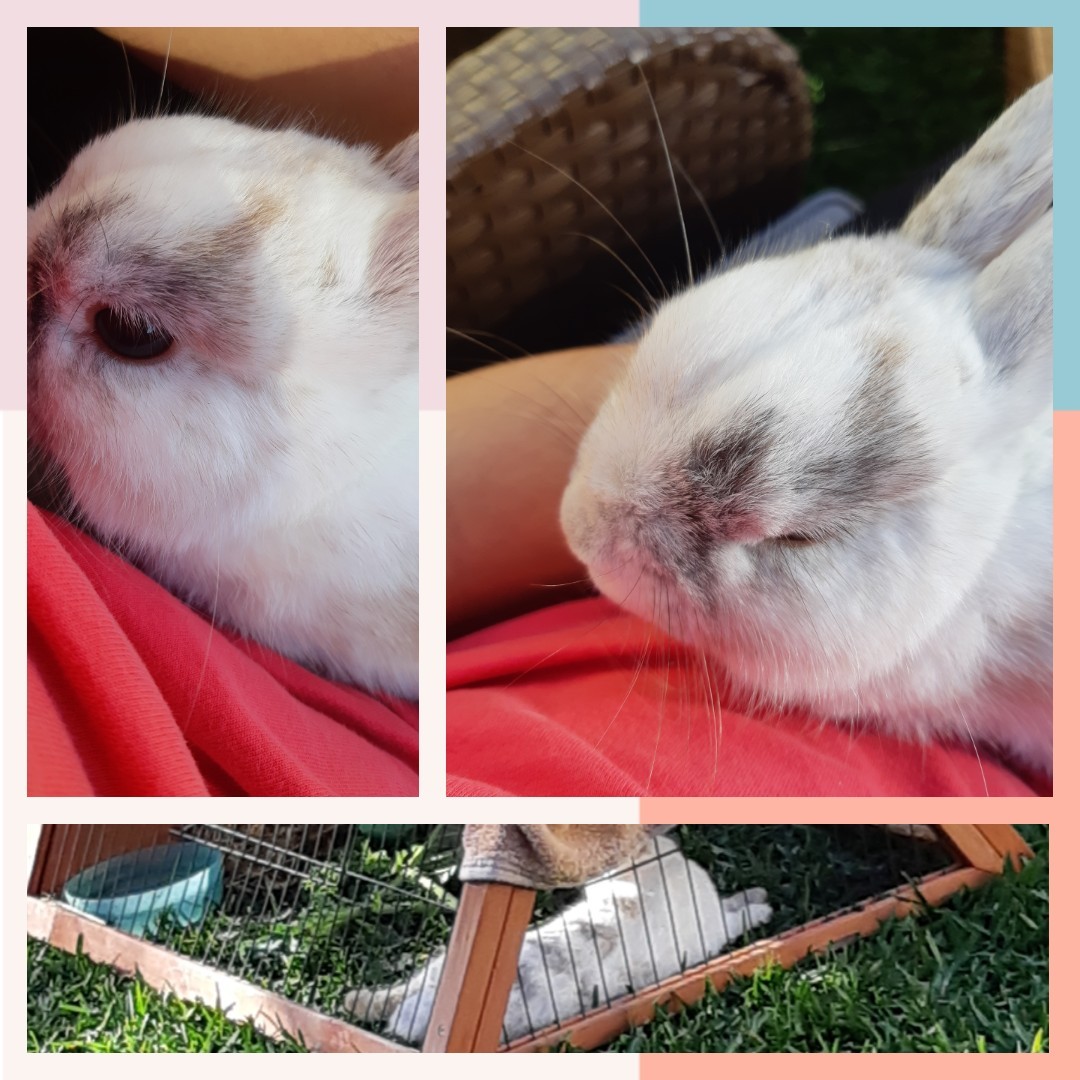 TAP 🥰

meet Binki, my bunny. 🤗
he's usually very grumpy and hates me, but today he's letting my carry and pet him. he likes to eat, sleep and eat some more... and yeah.. thats abt it. did i mention he loves eating?? 😂