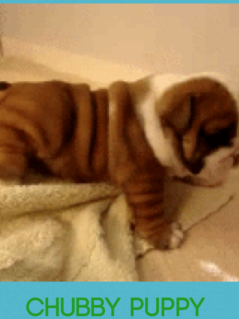 Chubby puppy