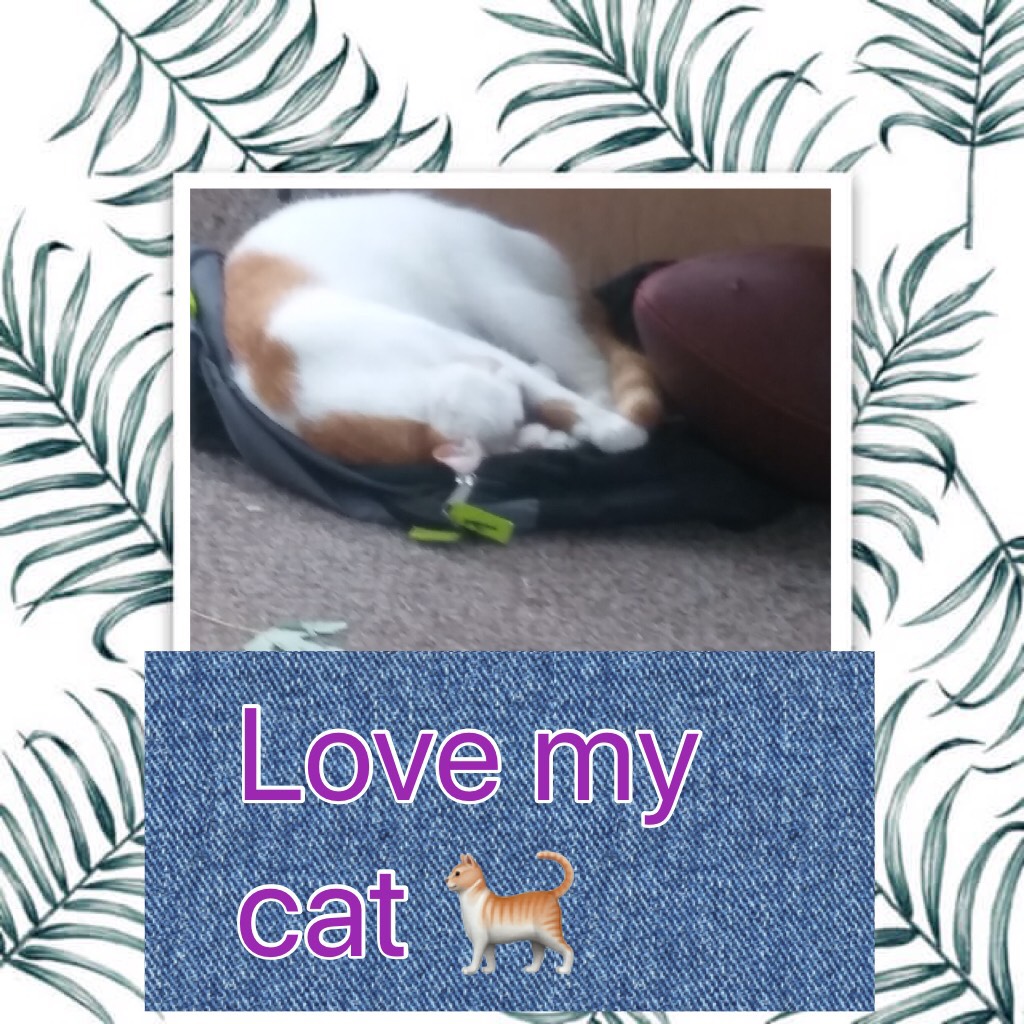 Love my cat 🐈 