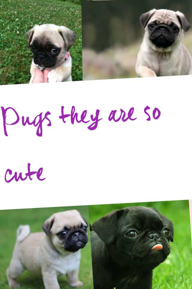 Pugs they are so cute