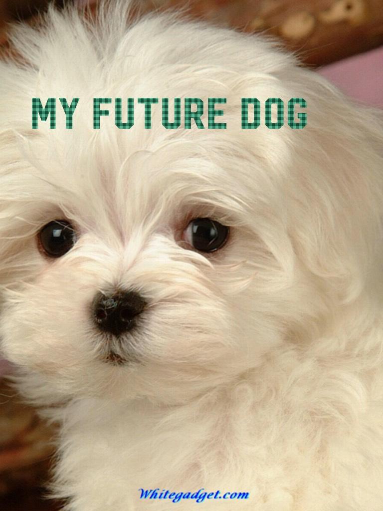 MY FUTURE DOG