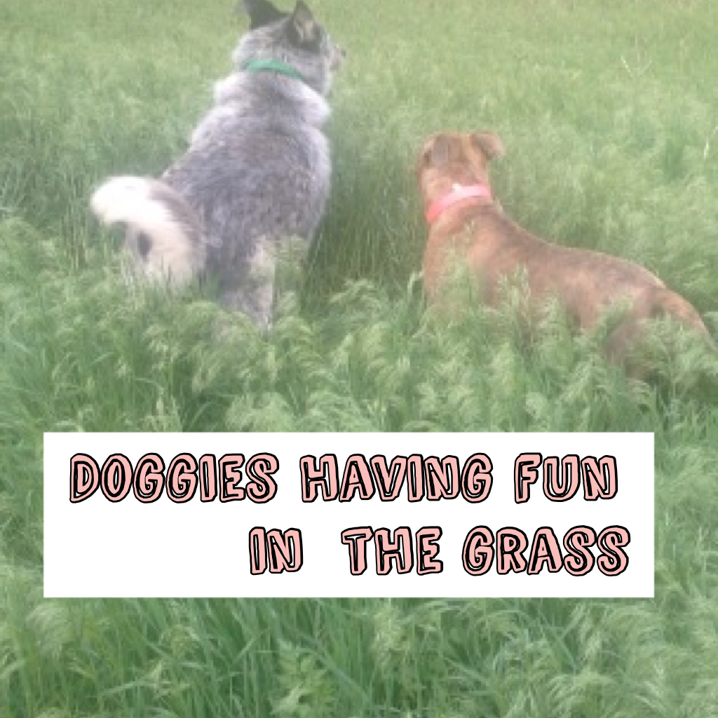 Doggies having fun in  the grass
