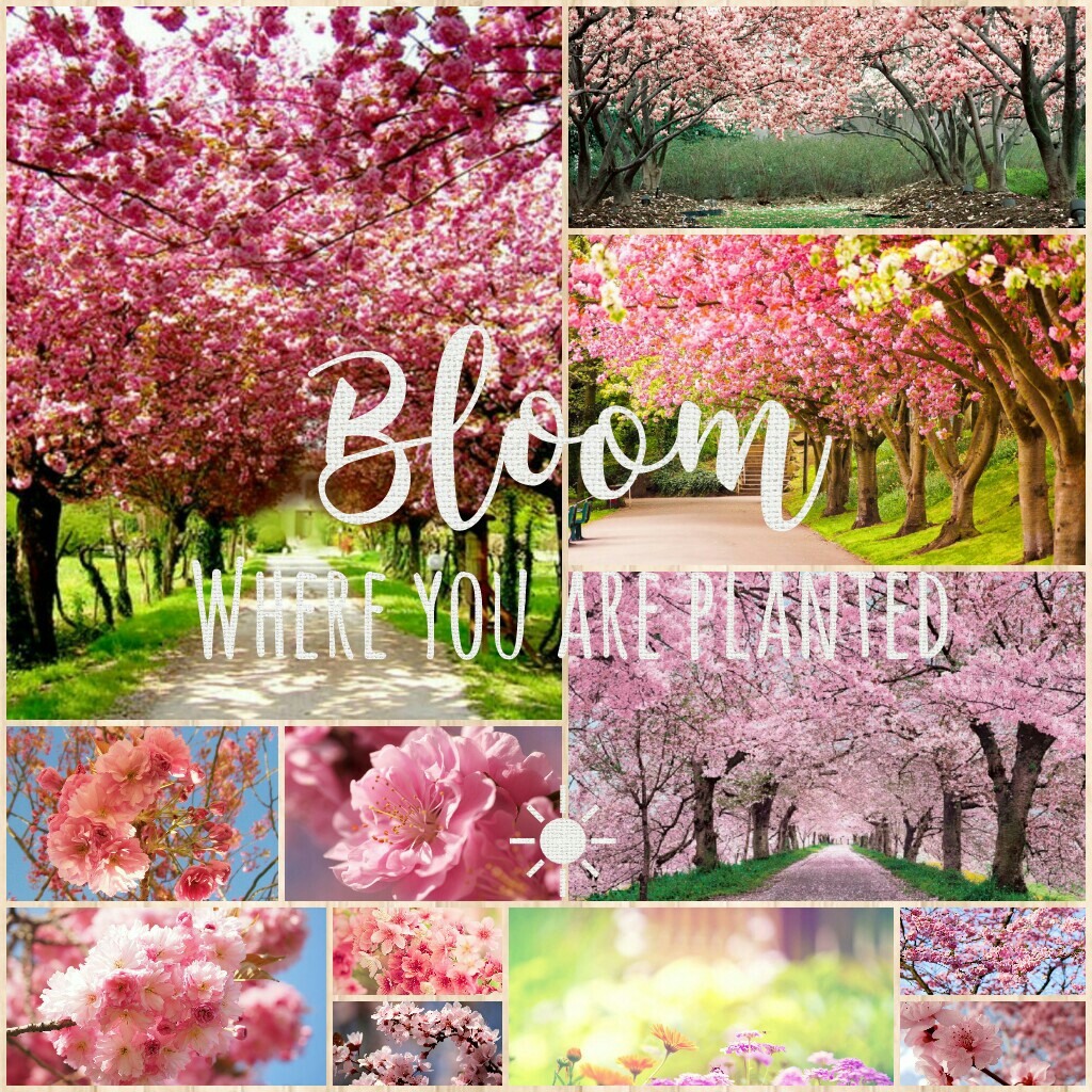'Bloom where you are planted' 
Spring theme
