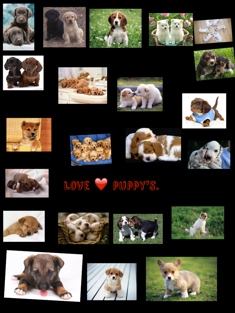 Love ❤️ puppy's.