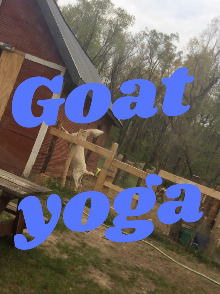 Goat yoga