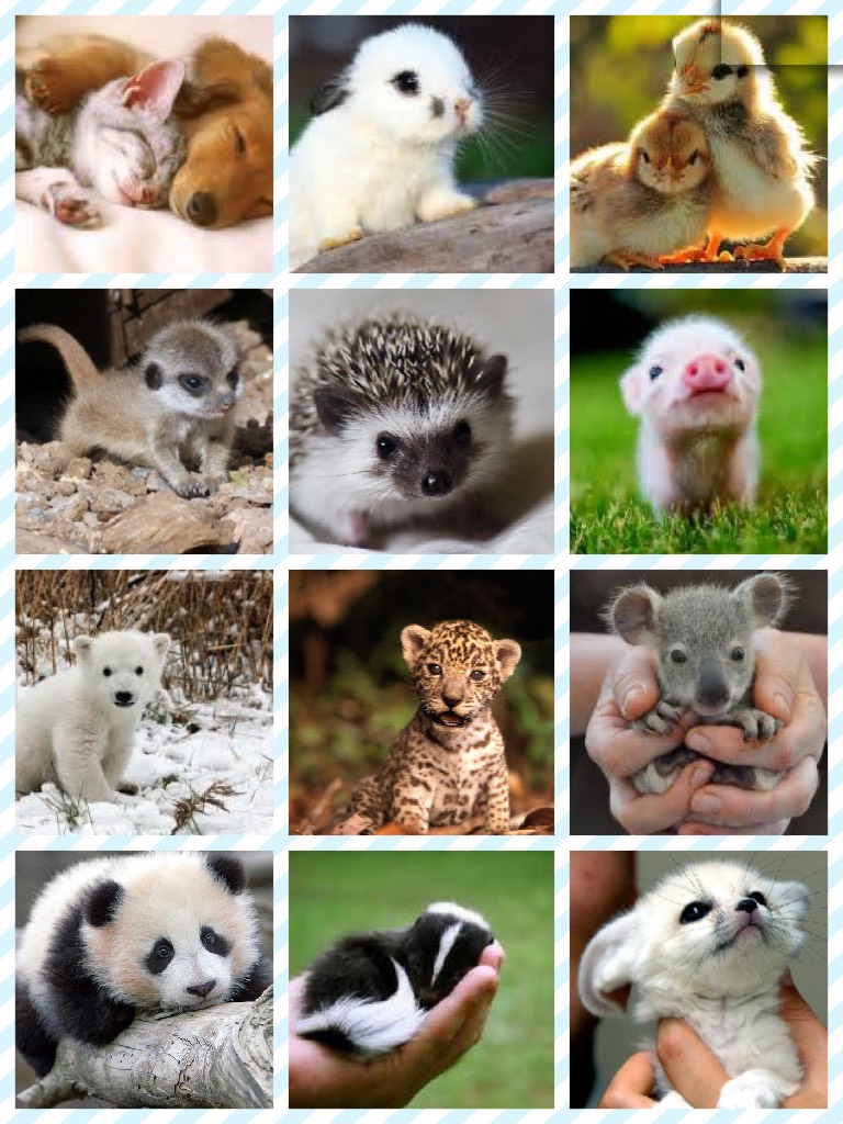 >>tap<<

These animals are sooo cute😍when I first saw them it was love at first sight and it was so hard to not share them with you guys so I decided to make a collage